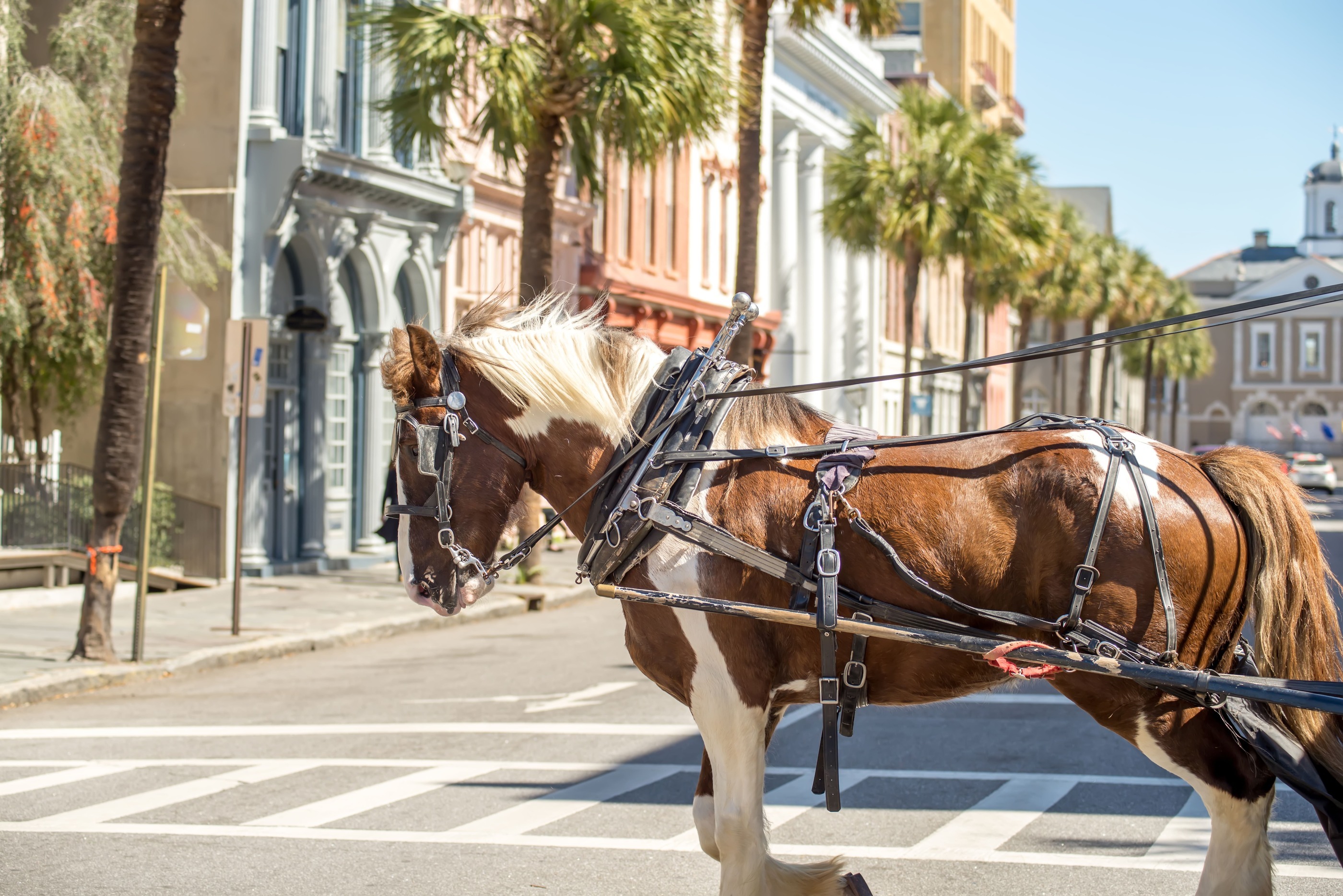 Horse-drawn carriage on a sunny day in historic downtown Charleston.